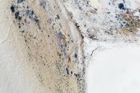 Reliable East Alton, IL Mold Removal Services Solutions